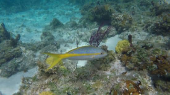 Vibrant Coral Gardens