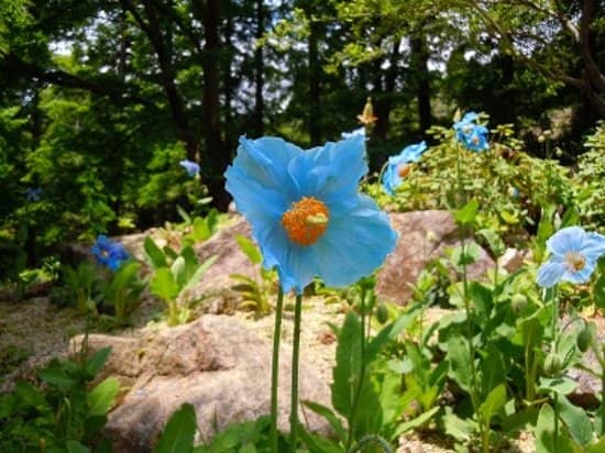 Seasonal Blooms