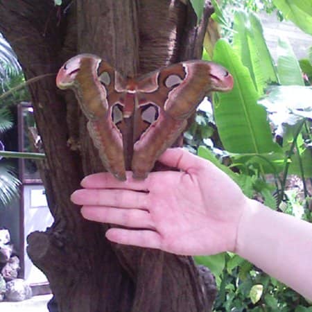 Villa Garzoni Gardens