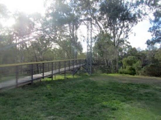 Flying Fox