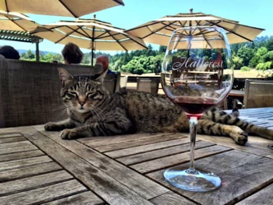 Live Music & Markets