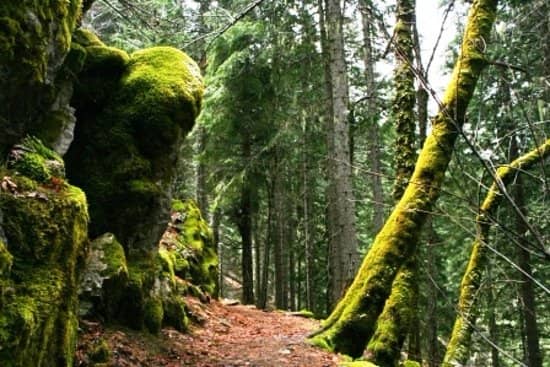 The Historic Chateau