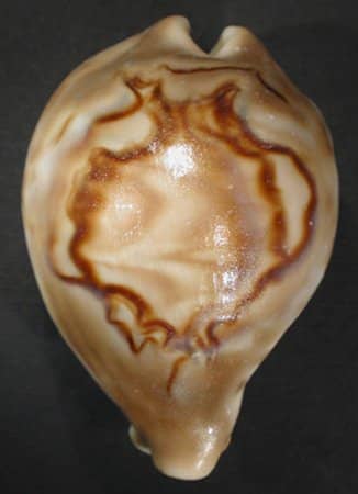 Fossil Treasures