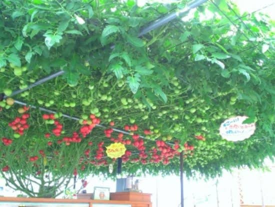 Farm-to-Table Restaurant