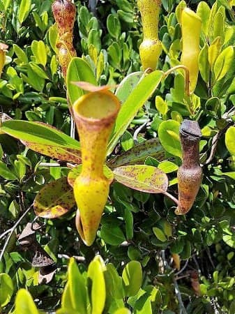 Unique Flora