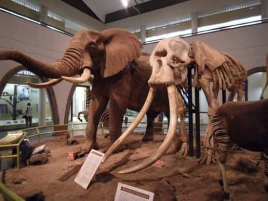 Kenyan Wildlife Displays