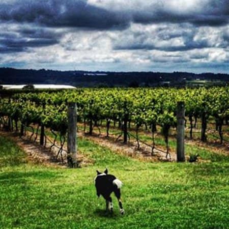 Mediterranean & European Varieties