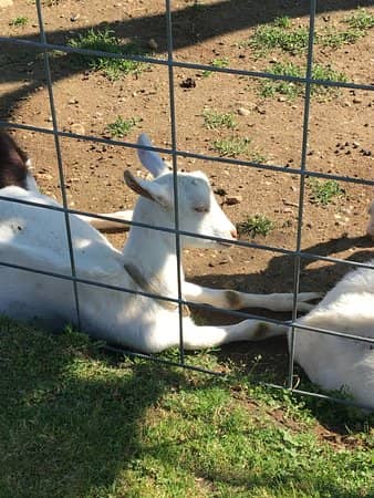 Meet the Goats