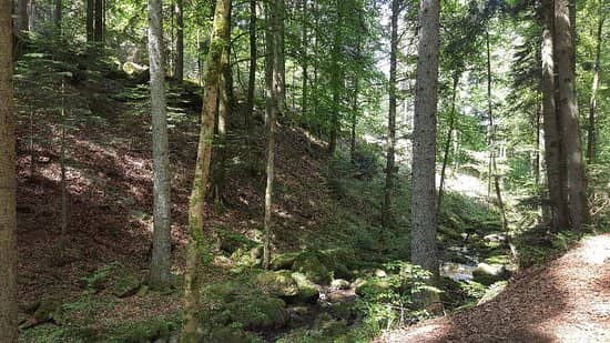 Stone-Hopping Adventure