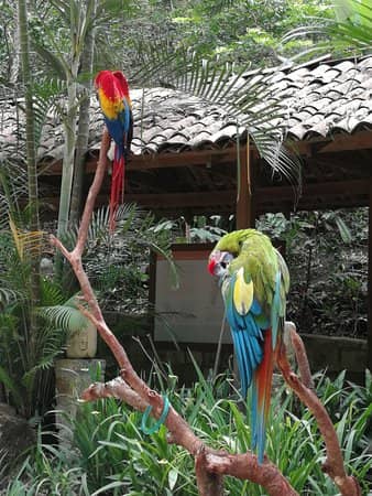 Scarlet Macaw Release