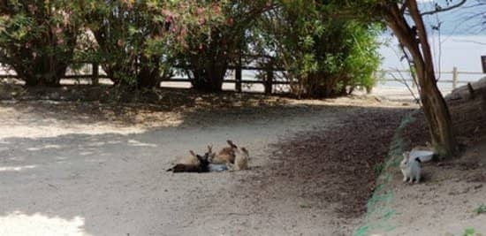 The Hopping Residents