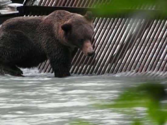 Salmon Fishing
