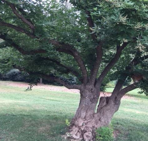 The Tudor Mansion Interior