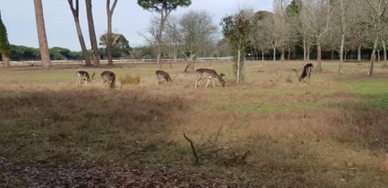 Wildlife Encounters