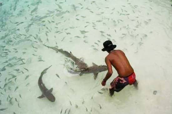 Marine Life Encounters