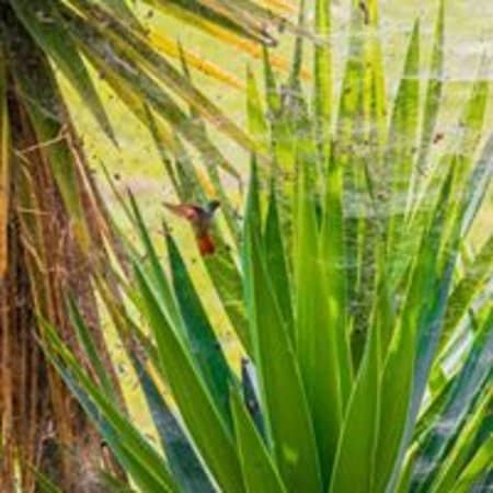 Native Plant Nursery