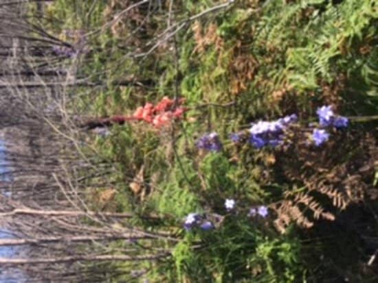 Challenging Chain Ladders