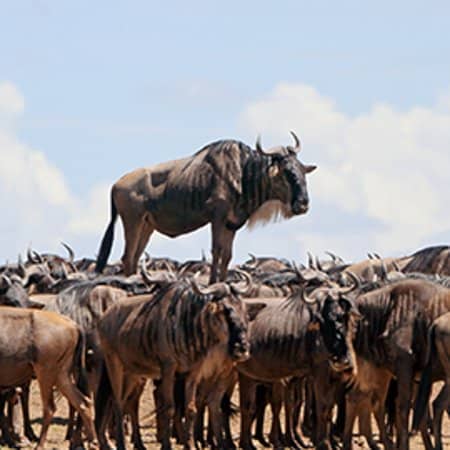 Haltia Building Architecture