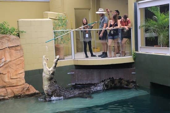 Baby Crocodile Encounters