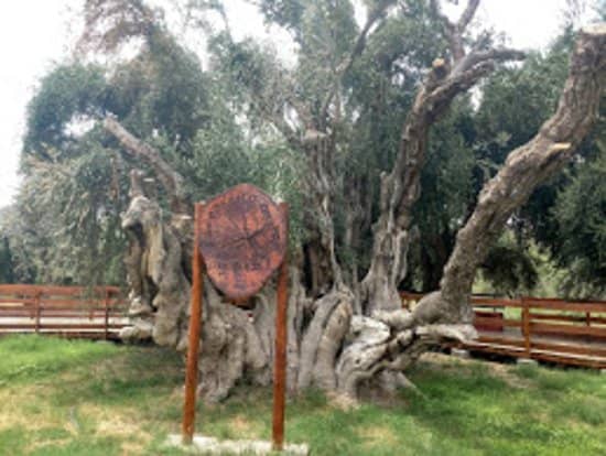 Arauco Olive Heritage