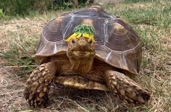 River Monsters & Tiny Wonders