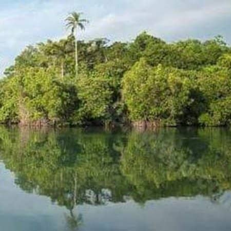 Mangrove Exploration