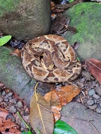 Wildlife Encounters