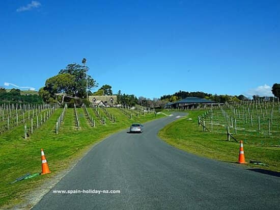 Vineyard Views & Ambiance