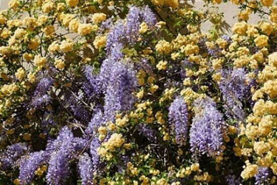 Historic Abbey Ruins