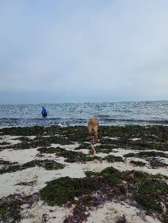 Shell Collector's Paradise