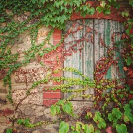The Oldest Shiraz Vineyard