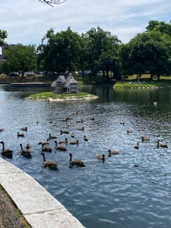 The Serene Pond