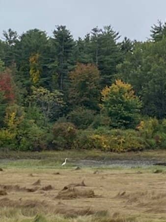 Wooded Serenity