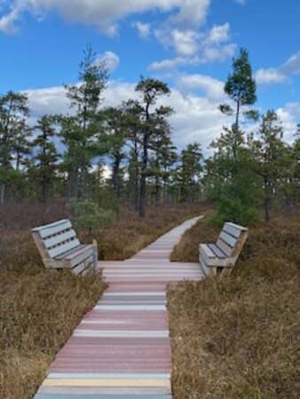 Heathland Ecosystem