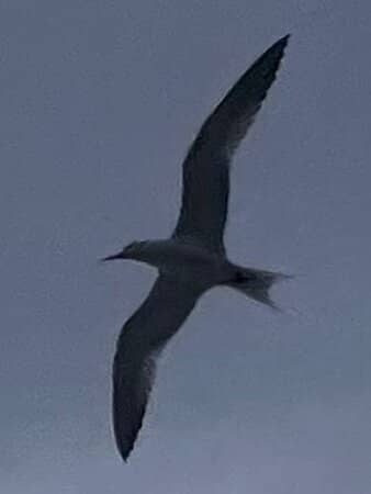 The Adventurous Drive