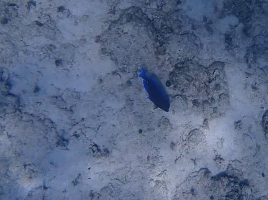 Incredible Snorkeling