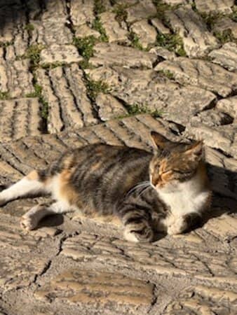 Cobblestone Alleys