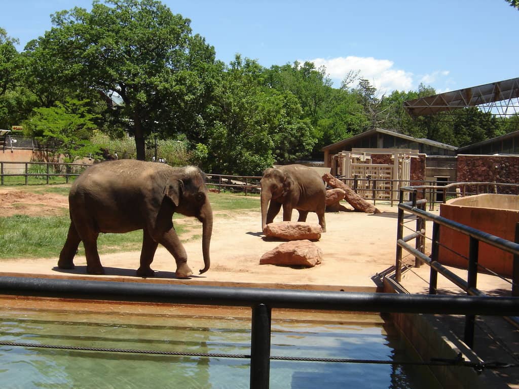 Elephant Herd