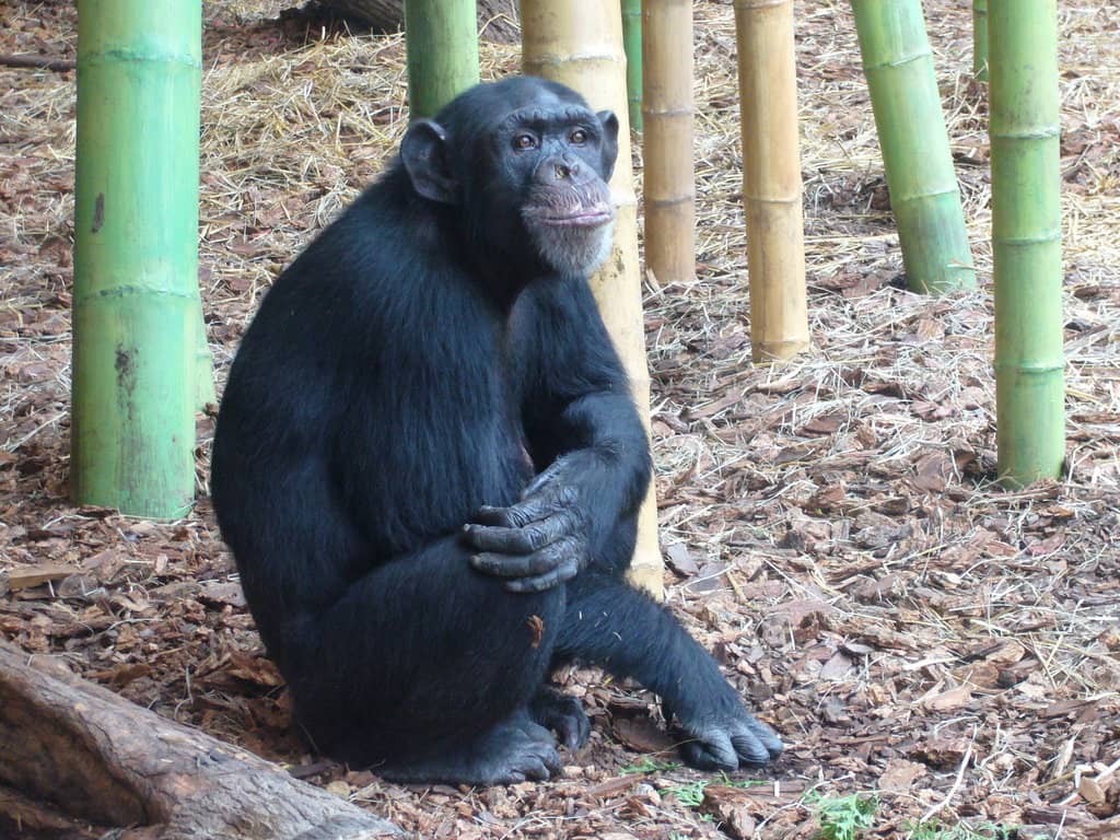 Dinosaur Discovery Trail