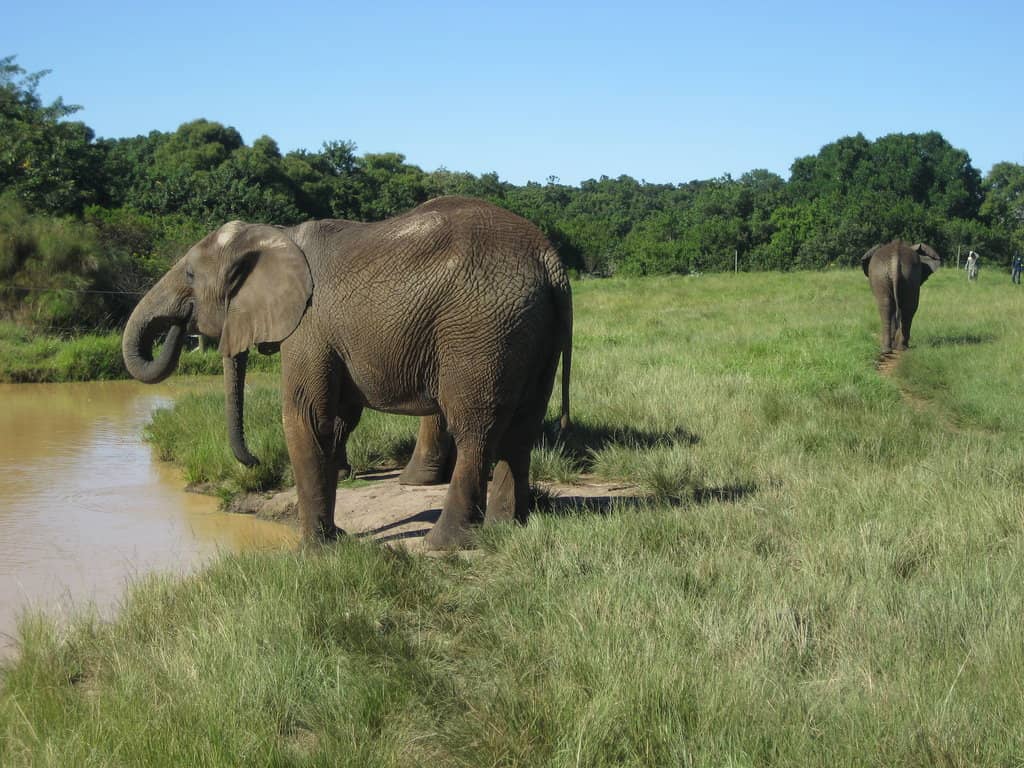 Walk with Elephants