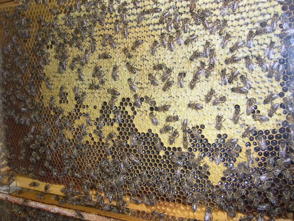 Decorative Beehive Panels
