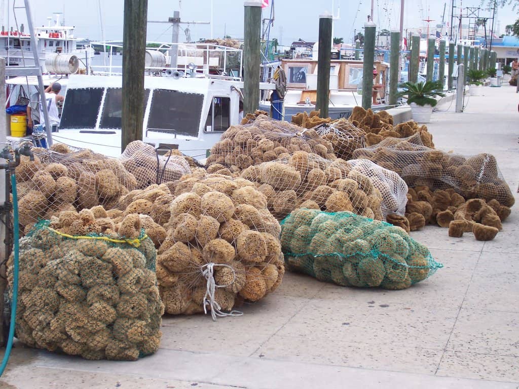 The Historic Sponge Docks