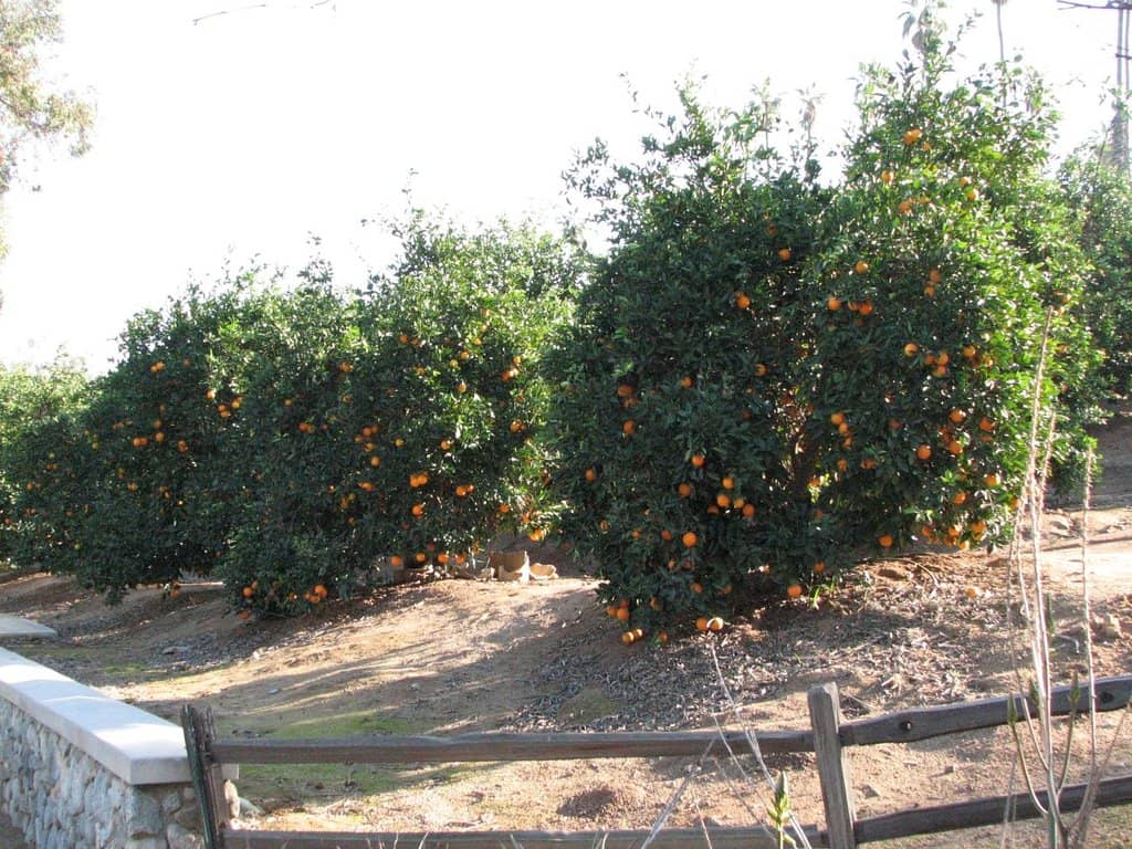 Historic Citrus Groves