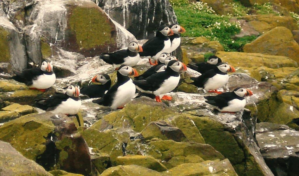 Puffin Encounters
