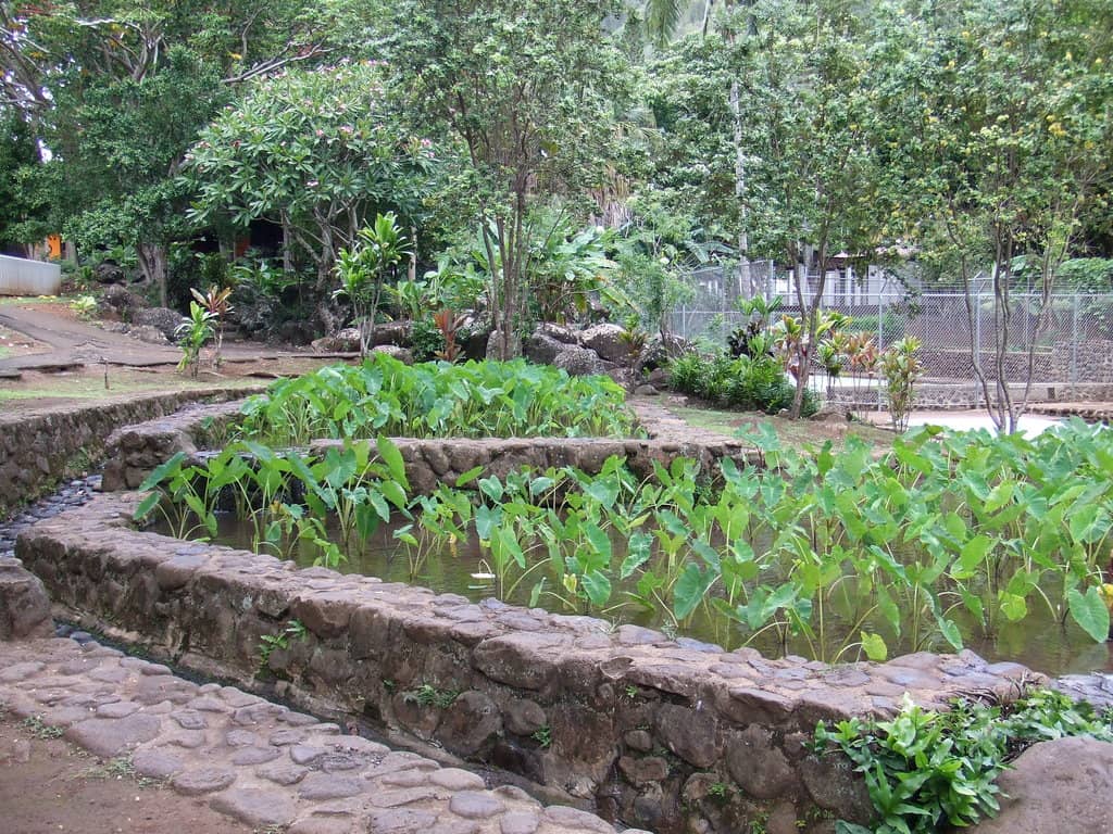 Refreshing Stream Swim