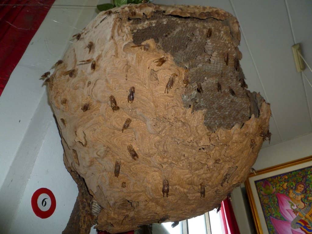 Vast Insect Collection