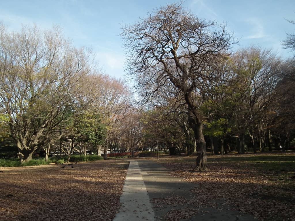 Scenic Running Track