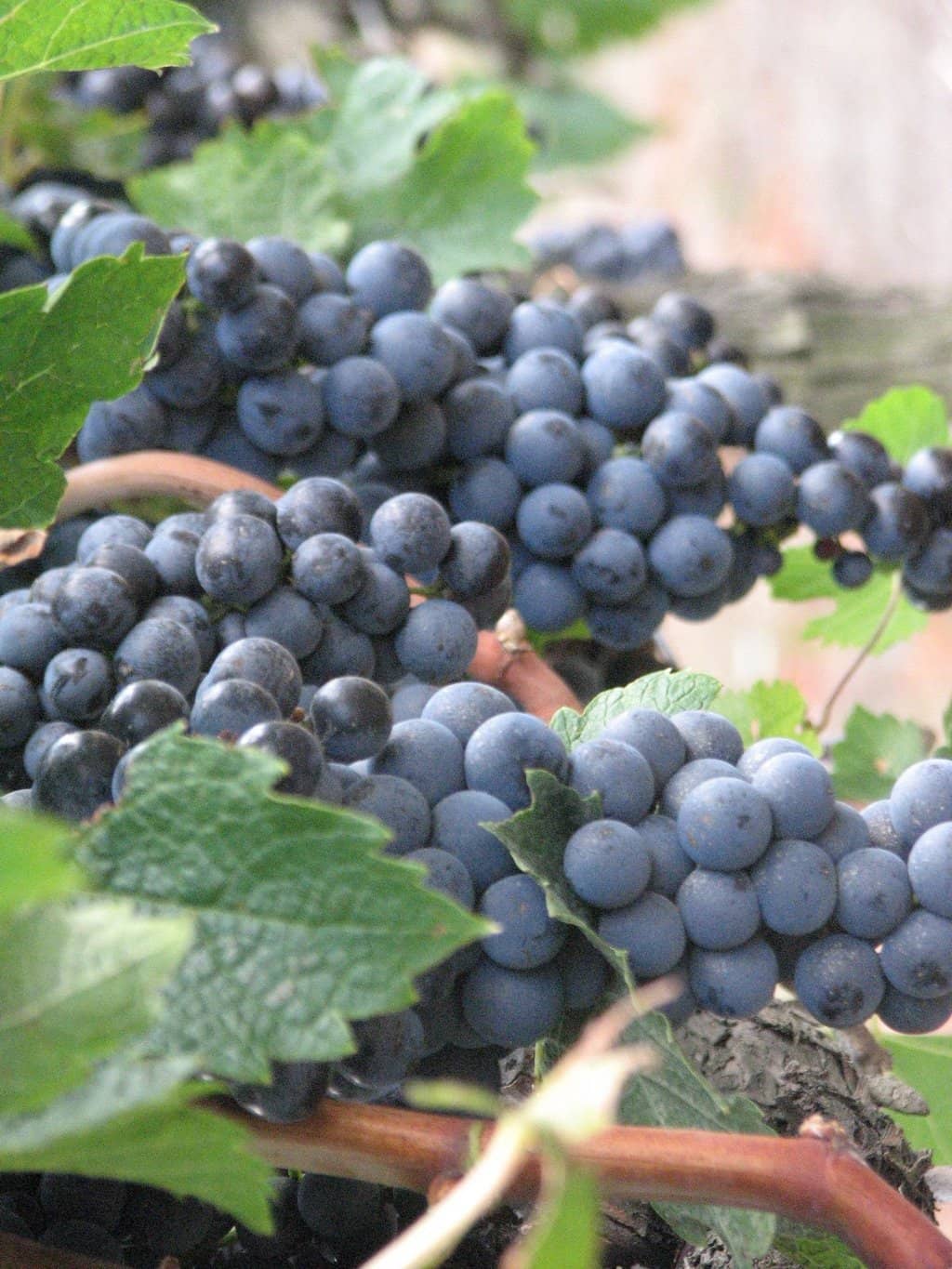 Wine Tasting Experience