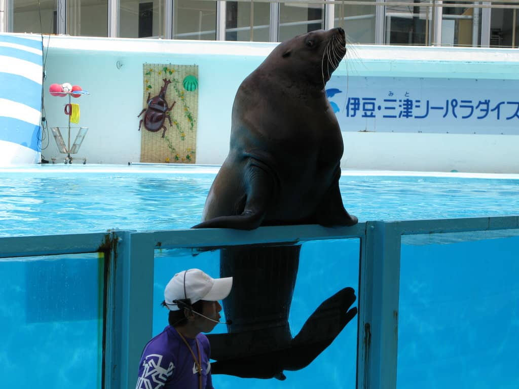 Suruga Bay Deep Sea Creatures