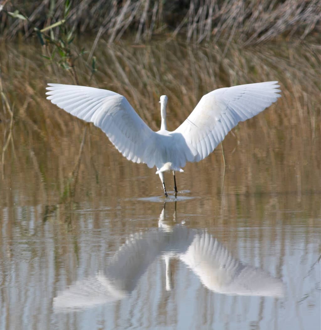 Tranquil Nature Walks
